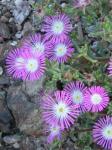: - Delosperma floribundum
