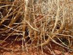 : - Muhlenbergia pungens