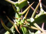 : - Euphorbia grandicornis