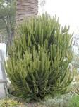 : - Euphorbia tetragona