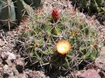 : - Ferocactus robustus