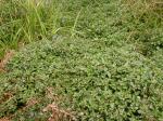 Echte Brunnenkresse - Nasturtium officinale