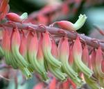 : - Gasteria acinacifolia