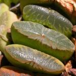 :-Haworthia truncata