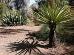 : - Yucca carnerosana