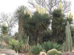 : - Yucca treculeana