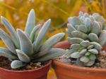: - Crassula tecta