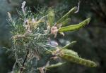 : - Adenocarpus decorticans