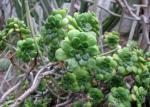 Mrs. Goochs Aeonium - Aeonium goochiae