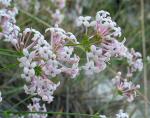 : - Asperula hirsuta