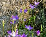 : - Campanula decumbens