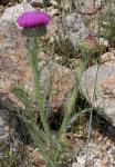: - Carduus nutans subsp. granatensis