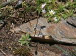 Cerastium cerastoides var. lanceolatocalyx-Cerastium cerastoides