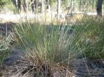 : - Oryzopsis exigua