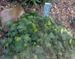 : - Crassula montana subsp. quadrangularis