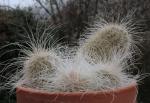 : - Echinocereus longisetus