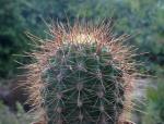 : - Echinopsis atacamensis subsp. pasacana