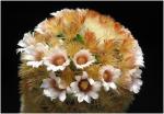 : - Mammillaria carmenae