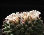 : - Mammillaria lloydii
