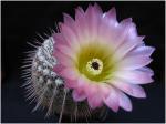: - Parodia mueller-melchersii