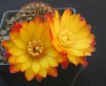 : - Sulcorebutia steinbachii