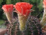 : - Echinopsis aurea