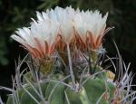 : - Eriosyce paucicostata