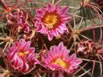 : - Ferocactus macrodiscus