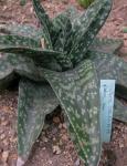 : - Gasteria carinata var. carinata