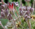 : - Graptopetalum filiferum