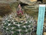 : - Gymnocalycium mostii subsp. valnicekianum