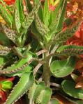 : - Bryophyllum serratum