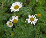 : - Leucanthemum paludosum