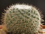 : - Mammillaria albilanata