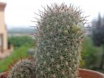: - Mammillaria multidigitata