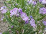 : - Phacelia linearis