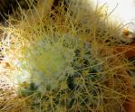 : - Mammillaria rekoi