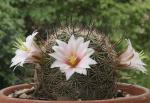 : - Mammillaria sheldonii