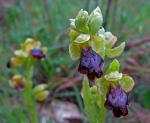 :-Ophrys omegaifera subsp. dyris