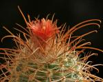 Parodia maassii - Parodia maasii