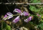 : - Polygala boissieri
