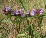 Braunelle - Prunella hyssopifolia