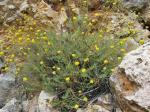 Olivenkraut - Santolina rosmarinifolia