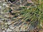 : - Sesamoides prostrata