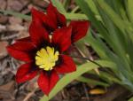 Dreifarbiges Fransenschwertel - Sparaxis tricolor