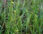 Abgehobelte Rauke - Sisymbrium runcinatum