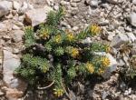 : - Thymelaea tartonraira subsp. valentina
