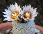 : - Turbinicarpus pseudopectinatus