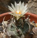 : - Turbinicarpus schmiedickeanus
