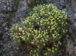 : - Vella spinosa